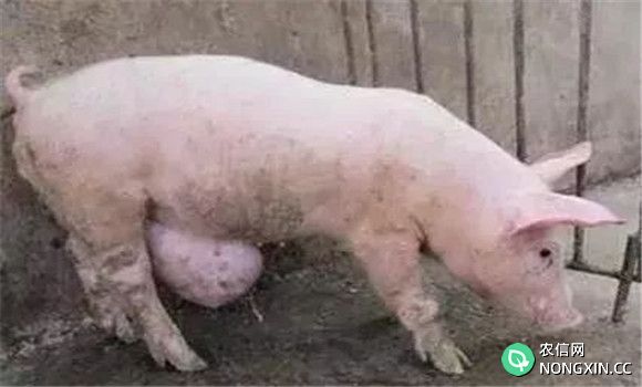 猪脐疝的类型与症状