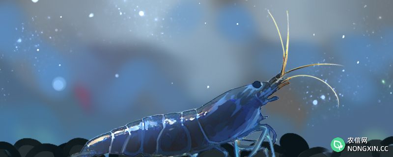 蓝钻虾好养吗，怎么养