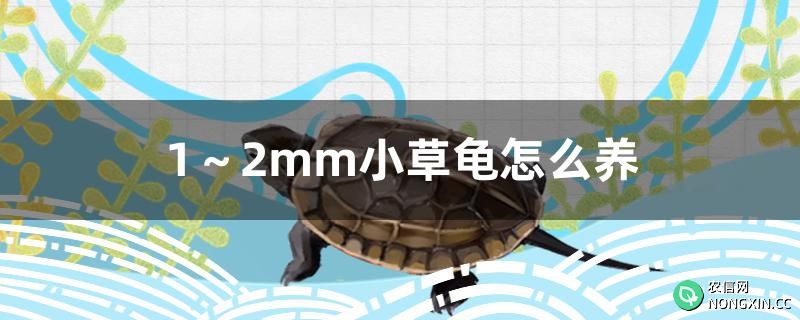 1～2mm小草龟怎么养