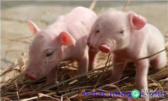 断奶仔猪的饲养管理需注意的五个问题