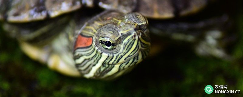 巴西红耳龟吃什么，多久喂一次
