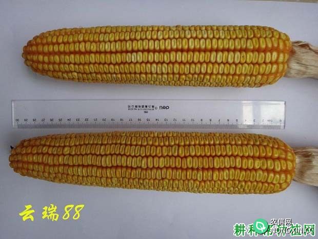 云瑞88玉米品种好不好