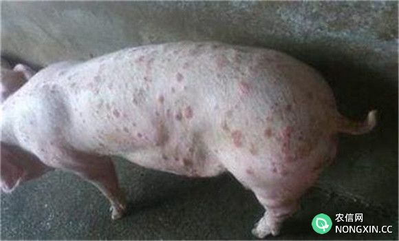 猪痘的治疗方法