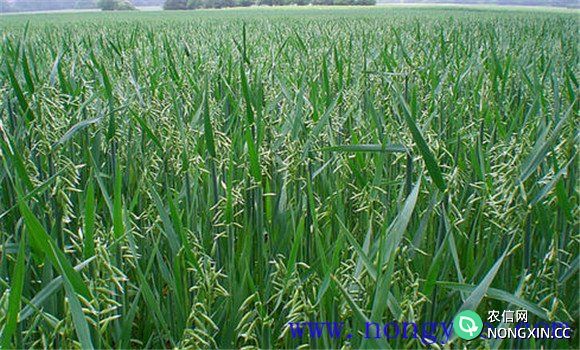 燕麦的种植和管理技术要点