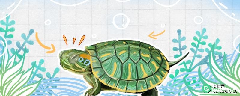巴西龟冬眠需要什么