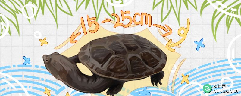 蛇颈龟能长多大，能活多少年