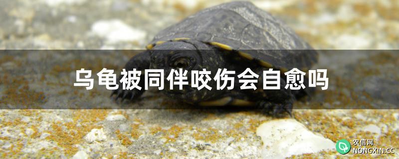 乌龟被同伴咬伤会自愈吗