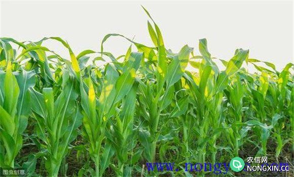 鲜食玉米高产栽培技术
