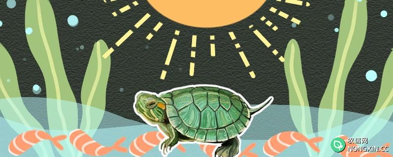 巴西龟怕太阳晒吗，晒太阳要注意什么