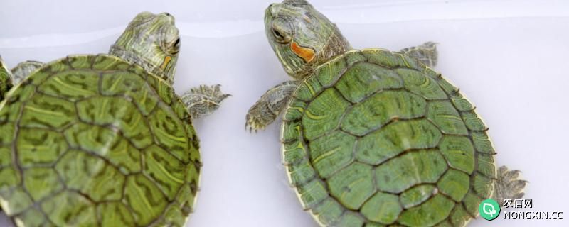 巴西龟能养两只吗