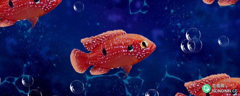 红宝石鱼好养吗，怎么养