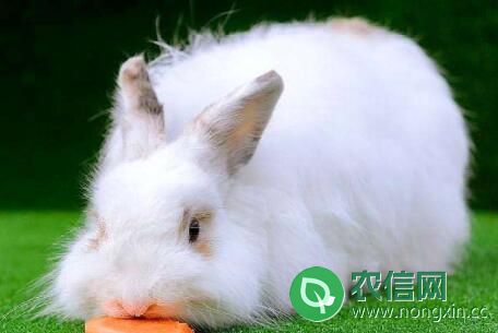 长毛兔能长到多少斤？