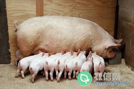母猪产死胎的五种原因