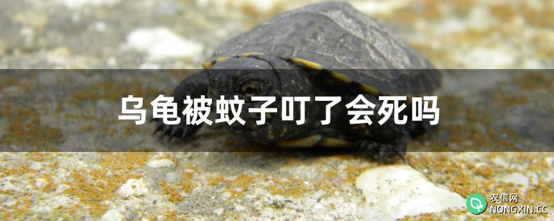 乌龟被蚊子叮了会死吗