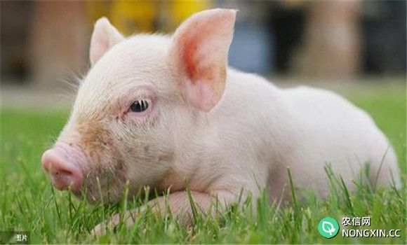 猪传染性萎缩性鼻炎的病理变化过程及防治办法