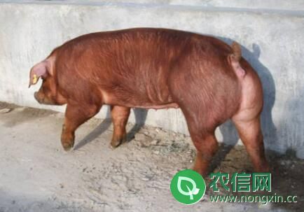 杜洛克猪能长到多少斤
