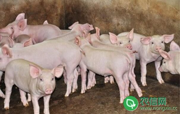 断奶仔猪的科学饲养方法，逐步换料并加强流食喂养