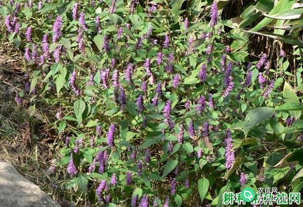 紫花香薷（唇形科）