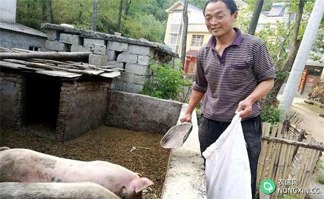 农村庭院养猪的优势与好处