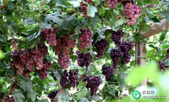 吐鲁番红葡萄的功效与作用