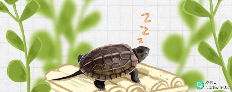 草龟要冬眠吗 ，冬眠有什么表现