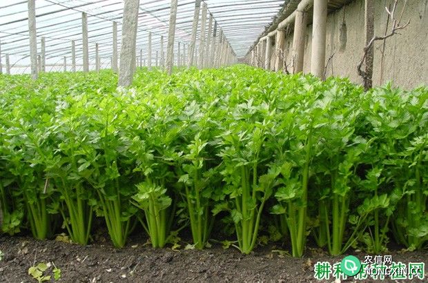 大棚种植芹菜为什么要施二氧化碳气肥