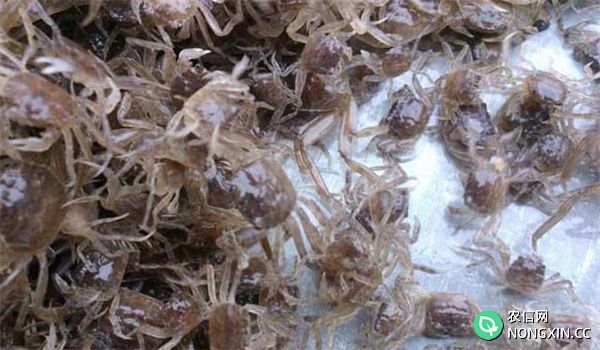 蟹种的放养与捕捞方法