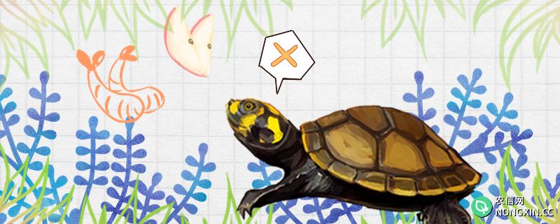 黄头侧颈龟不吃东西是什么原因，怎么治疗