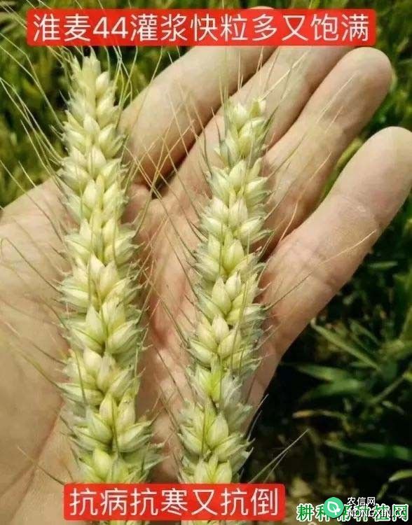 淮麦44小麦品种好不好