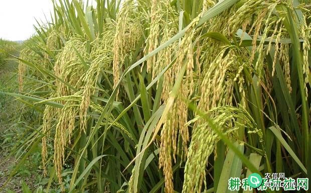 辽星20水稻品种好不好