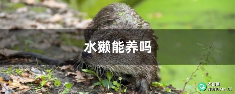 水獭能养吗