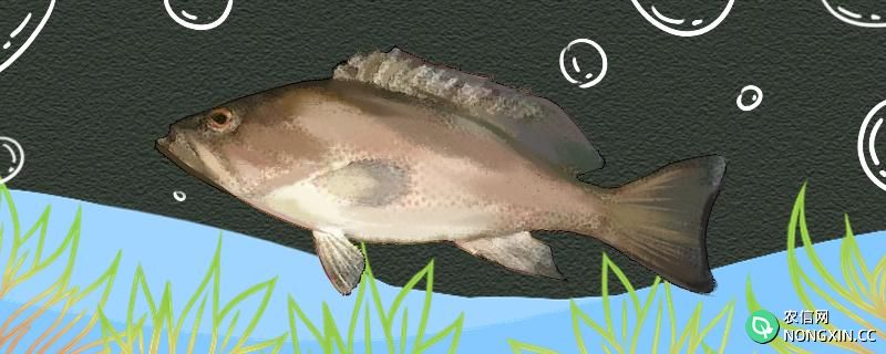 石斑鱼在家里能活几天
