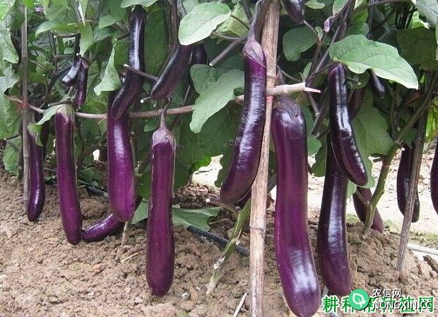 桂瑞丰5号紫长茄茄子品种好不好