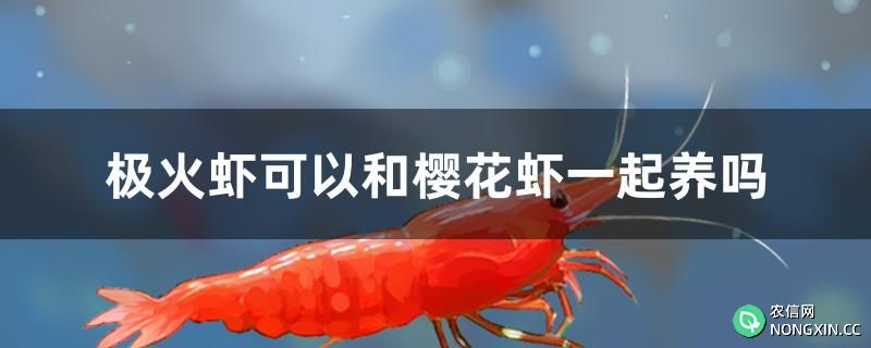 极火虾可以和樱花虾一起养吗
