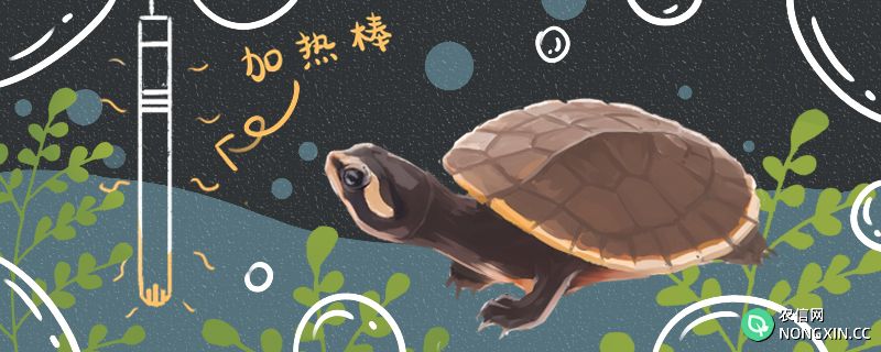 圆澳龟好养吗，怎么养长得快