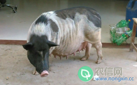 海南五脚猪重多少斤