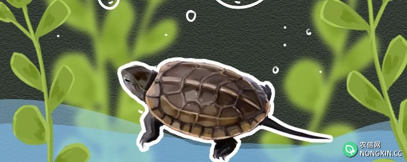 乌龟擦了碘伏能放水里吗