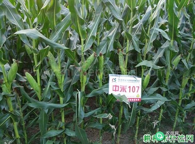 中禾107玉米品种好不好