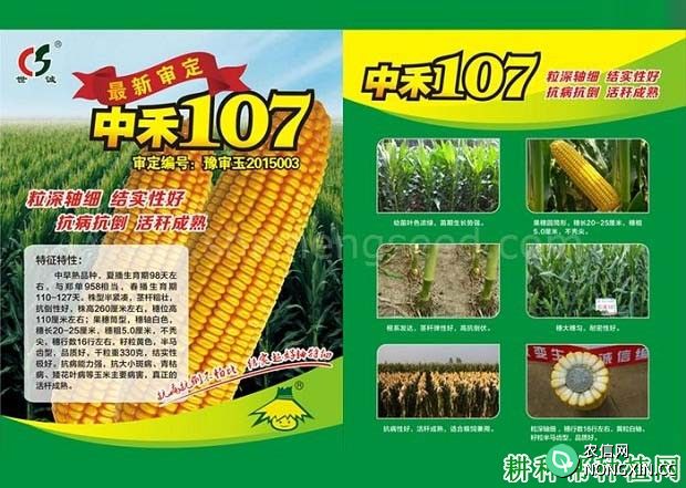 中禾107玉米品种好不好