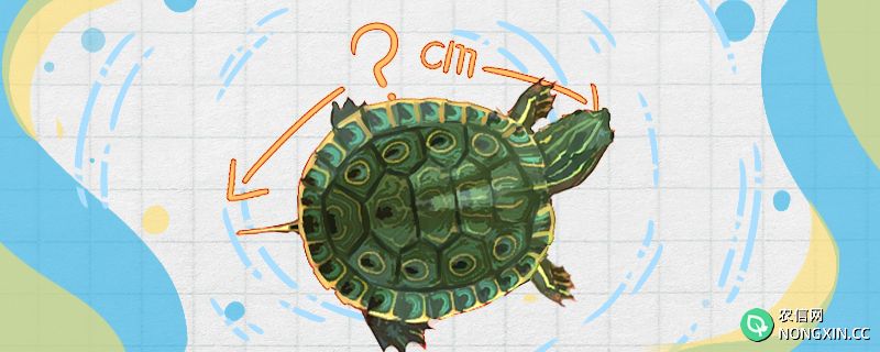 甜甜圈龟能长多大，能活多久