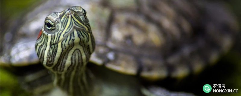 绿水养龟粪便怎么处理，绿水养龟有什么好处