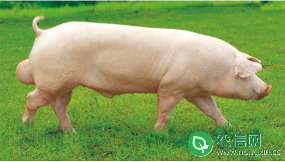 优质猪品种之长白猪，屠宰率超高的优良猪种