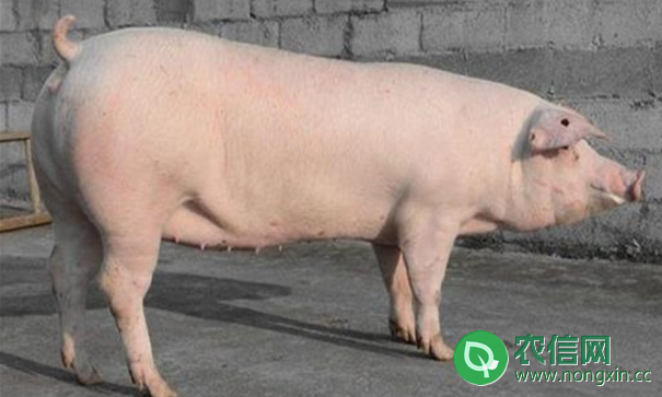 优质猪品种之长白猪，屠宰率超高的优良猪种