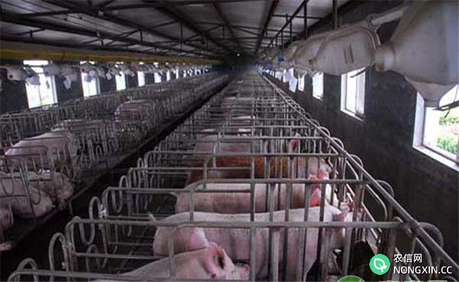 养猪场使用消毒药物的注意事项