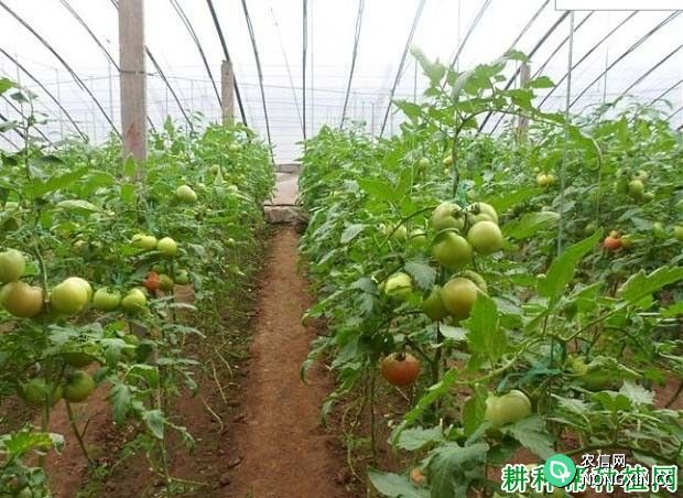 冬季如何提高番茄产量