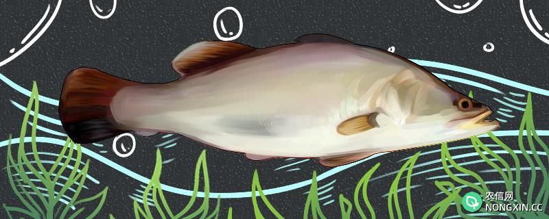 盲曹鱼是海鱼还是淡水鱼，生活在哪里
