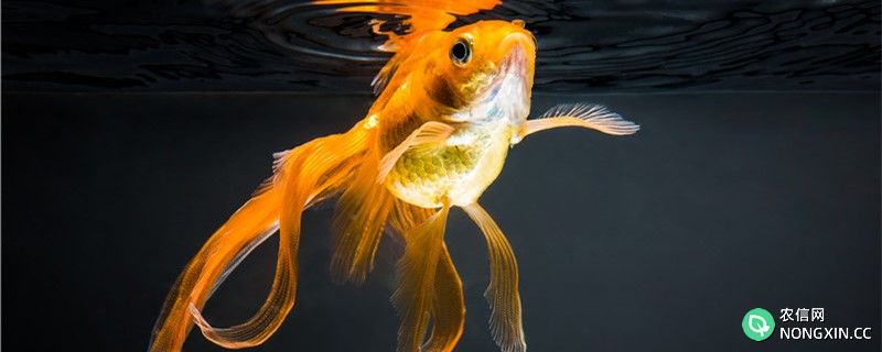 为什么金鱼养着养着就死了，怎么防止金鱼死掉