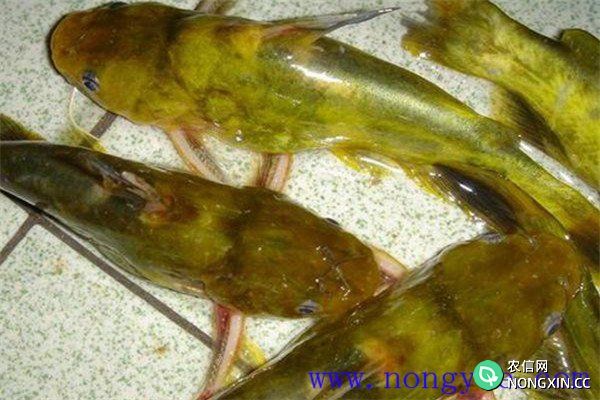 瓦氏黄颡鱼孵化的水质条件