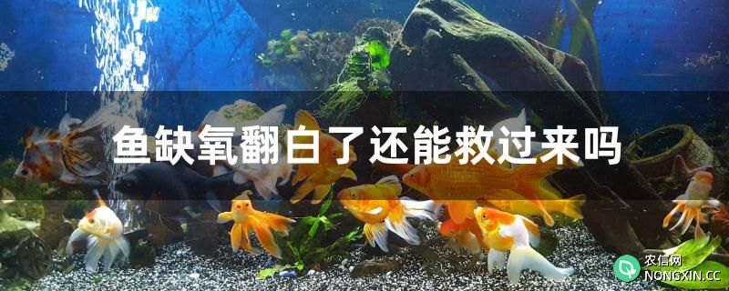 鱼缺氧翻白了还能救过来吗