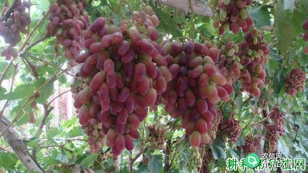 里扎马特葡萄品种好不好 种植里扎马特葡萄需要注意什么